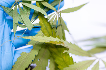 Marijuana leaves, Powder of Cannabis (Drugs) on a White background, For Analysis in laboratory.
