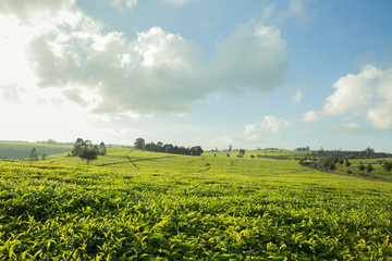 Fototapeta na wymiar Yellow Tea Plantation and blue sky