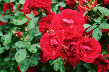Red garden roses, closeup, summer floral background.