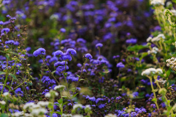 Blumenwiese bei Schloss Benrath zum Sonnenuntergang