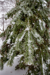 Pile glazed by ice rain in winter.