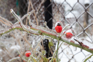 Plants and trees, glazed by ice rain in winter.