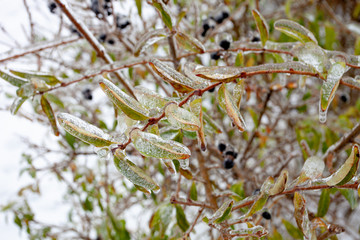 Plants and trees, glazed by ice rain in winter.