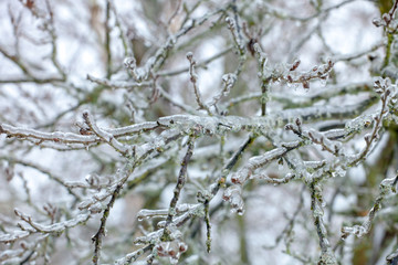 Plants and trees, glazed by ice rain in winter.