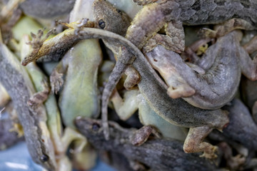 Naklejka premium Study of parasites in Hemidactylus sp.in microbiology lab.