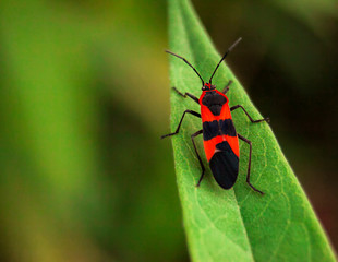 Bug on leaf