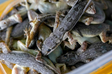 Study of parasites in  Hemidactylus sp.in microbiology lab.