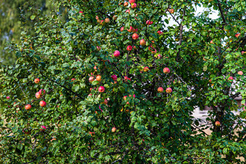 Apple tree with red apples in garden of abandoned village People leave her place