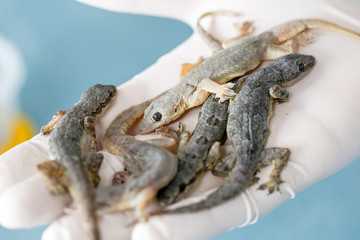 Study of parasites in  Hemidactylus sp.in microbiology lab.