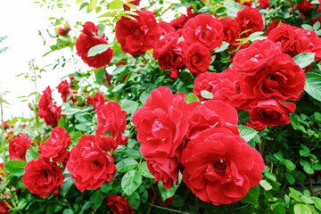 Red garden roses, closeup, summer floral background.