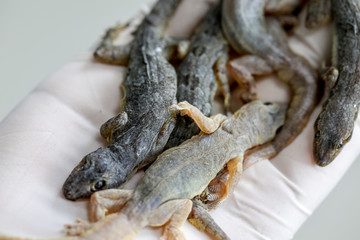 Study of parasites in  Hemidactylus sp.in microbiology lab.