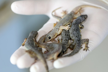 Study of parasites in  Hemidactylus sp.in microbiology lab.