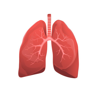 Human lungs realistic medicine flat vector illustration