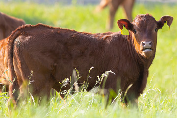 young brown calf on fresh spring pastures, limousine breed