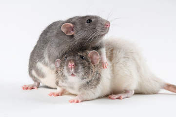 Rats with fresh flowers on a white background