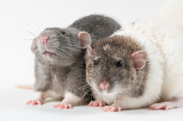 Rats with fresh flowers on a white background