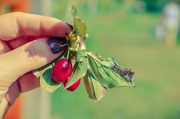 Caterpillar crawling on dogwood at human hand