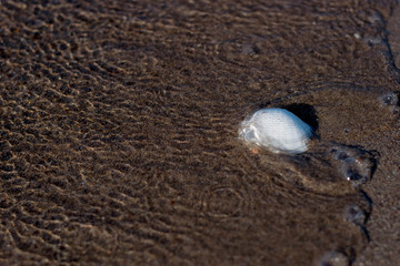 Fototapeta na wymiar Conch shell in sand on tropical beach