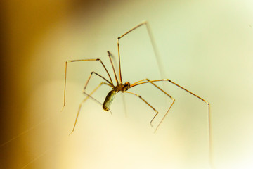Macro spiders and other insects.