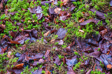 ground soil texture with tree roots and old vegetation leftovers