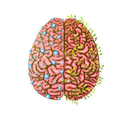 Creative and Logical Human Brain Parts Development