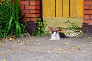 little cat sitting at the gate to the yard, summer