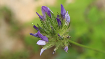 Un petit insecte sur une belle fleure