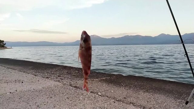 Dentex macrophthalmus Large-eye dentex, Fresh fish caught in Greece. Locally called Mpalas or Balas. Slow motion shot.