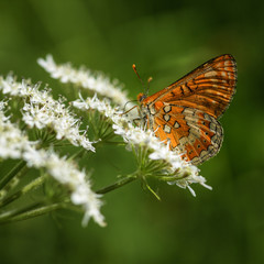 Orange winged butterfly with white spots