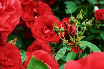 Red garden roses, closeup, summer floral background.