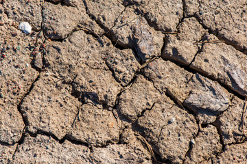 ground soil texture with tree roots and old vegetation leftovers