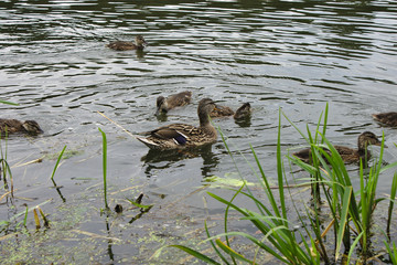 duck with a brood of ducklings in the lake