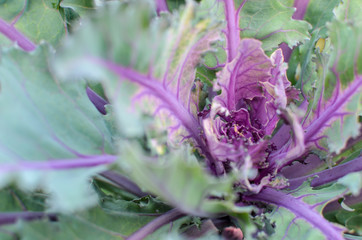 Green and Purple cabbage or violet headed cabbages vegetable plant