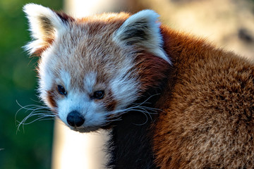 Le panda roux