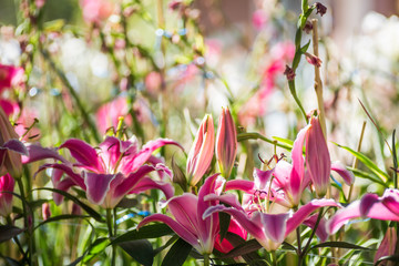 Pink Lilly flower