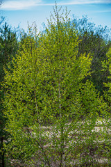 Fototapeta premium green foliage details with blur background