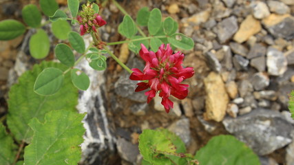 Belle fleure rouge entre des rochers