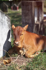 Cow on the nature outdoors. Mammals in Asia. An animal on the island of Ceylon or Sri Lanka. Stock photo