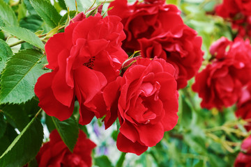 Red garden roses, closeup, summer floral background.