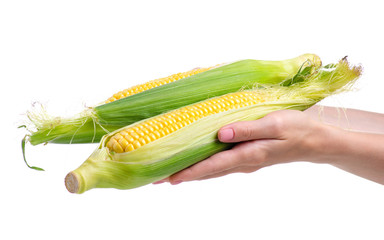 Corn fresh food in hand on white background isolation