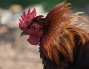 Gallus Domesticus.  Gallo domestico enojado