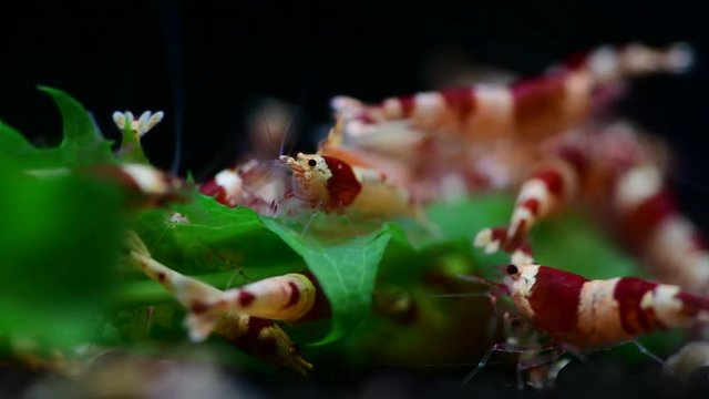 Crystal red bee shrimp feeding aquarium taiwan bee hobby 4k macro