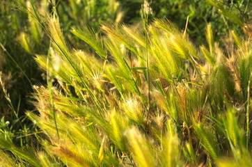 Flowers plant garden green