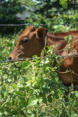 Cow on the nature outdoors. Mammals in Asia. An animal on the island of Ceylon or Sri Lanka. Stock photo