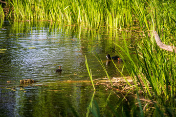 wild ducks and swans swimming in the lake water