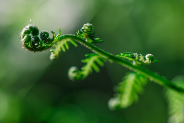 young fern uncurling