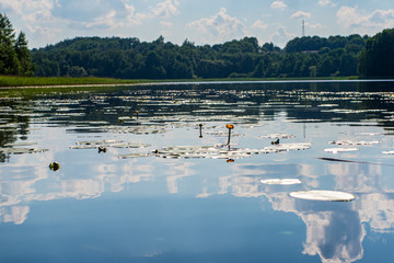 summer lake with water lillies in hot day