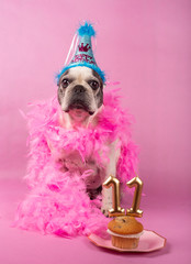 French bull dog celebrating his birthday