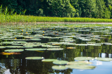 summer lake with water lillies in hot day