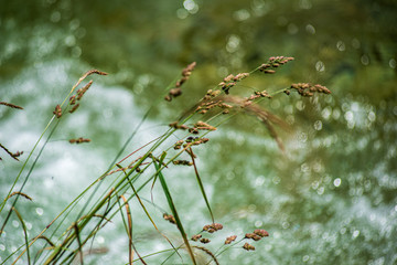 green foliage details with blur background